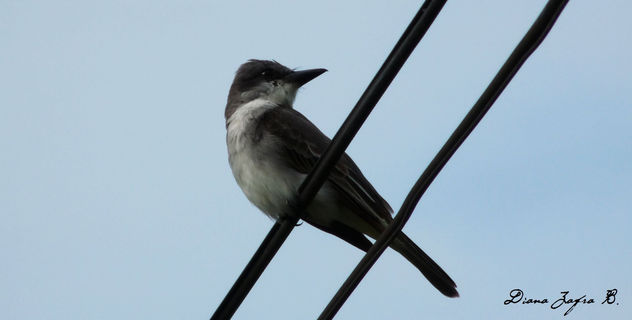 Pajaro que vienes y vas