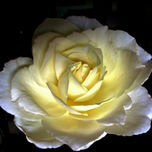 FOTOS  DE FLORES... thumbnail 2