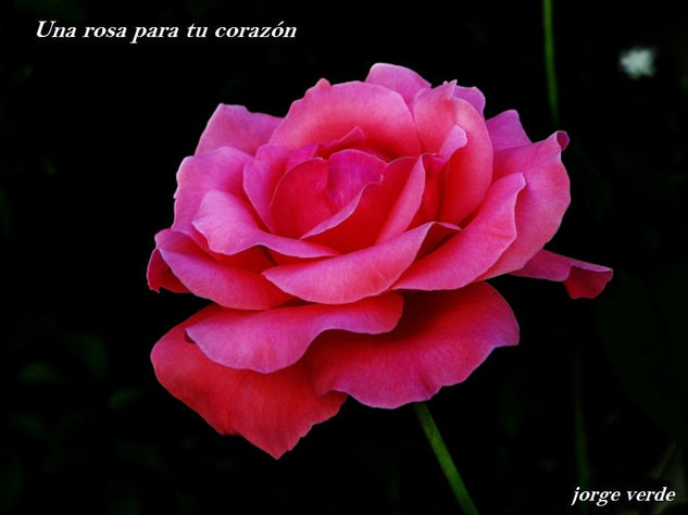 2010/F011 ROSAS DE NUESTRO JARDÍN 2  "Una rosa para tu corazón" Nature Color (Digital)