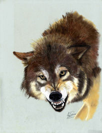 Lobo