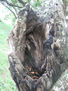 bostesarbol