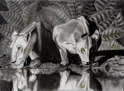 Felinos