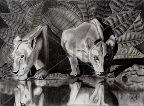 Felinos
