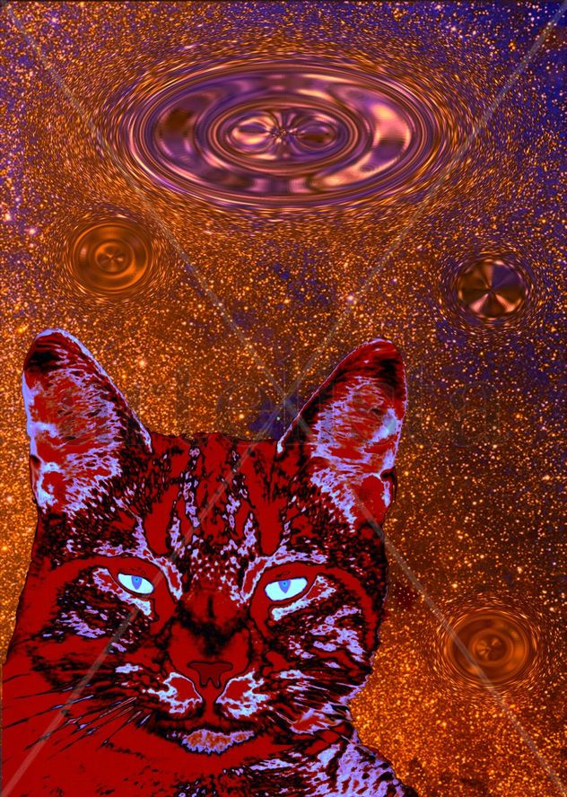OVNIS Y GATO