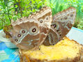 MARIPOSAS EN LUNA DE MIIEL.COSTA RICA. BY PICO