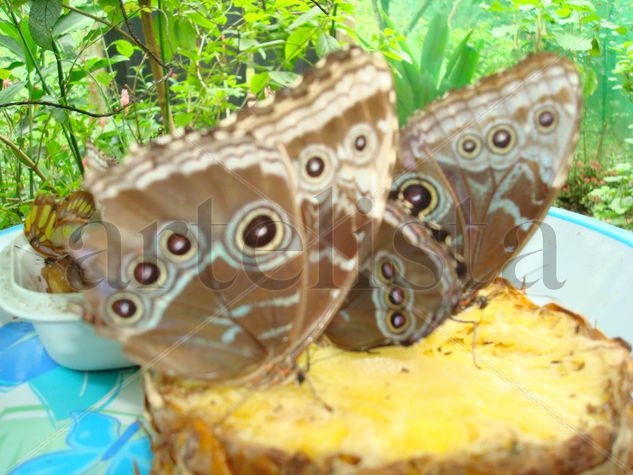 MARIPOSAS EN LUNA DE MIIEL.COSTA RICA. BY PICO 