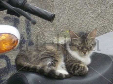 Gatocicleta 3