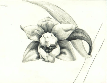 Orquidea