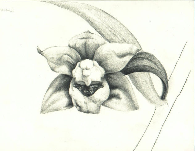 orquidea