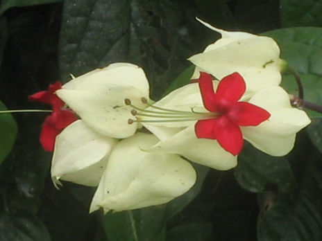 Flora 2