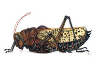 Saltamontes de...