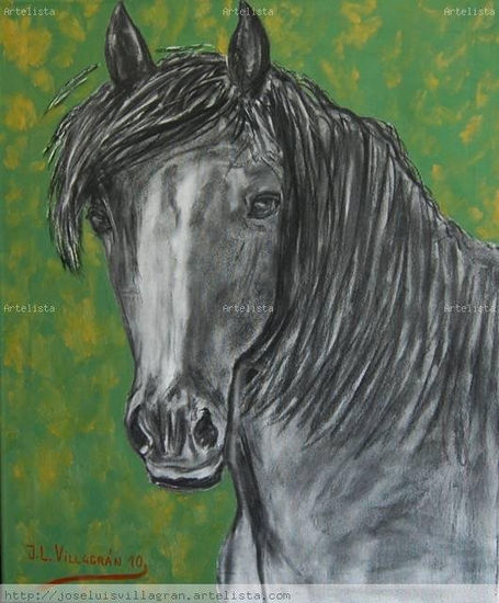 Black horse Oil Canvas Animals