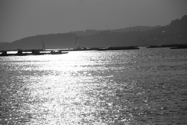 cies Naturaleza Blanco y Negro (Digital)