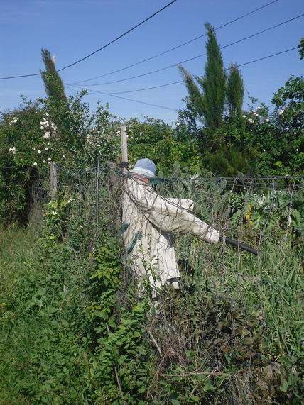 El guardian