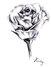 Rosa