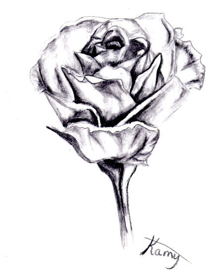 Rosa