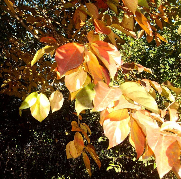 METAMORFOSISDE OTOÑO