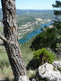 CORTEZA DE PINO
