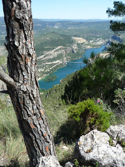Corteza de pino