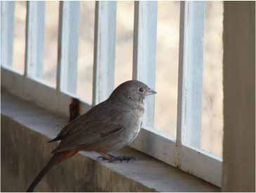 Melancolia