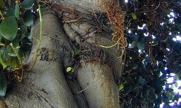 Los Arboles Nesnudos