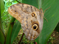 Mariposas de costa...