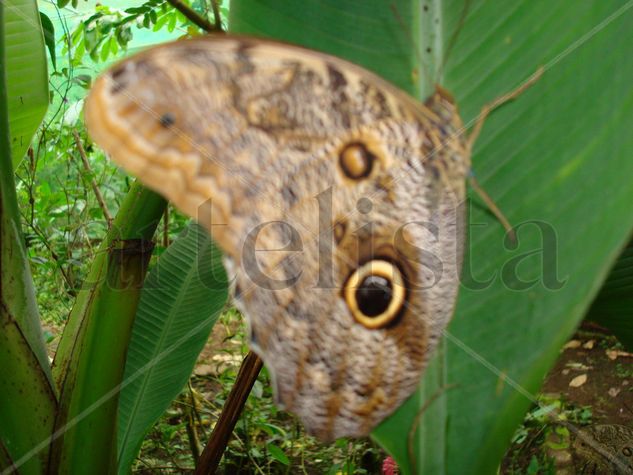 MARIPOSAS DE COSTA RICA. BY PICO 