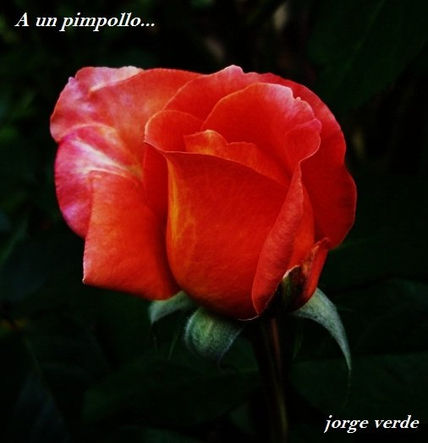 2010/F012 ROSAS DE...