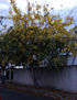 Lluvia de Oro