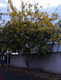 Lluvia de Oro