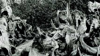 Raices 1