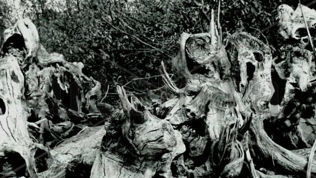 Raices 1
