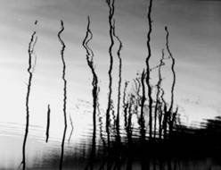 Raices