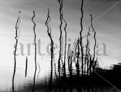Raices