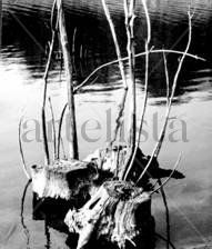Raices