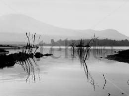 Raices