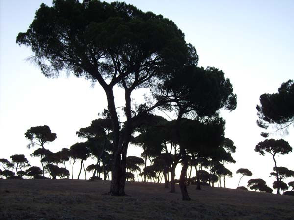 Amaneser Naturaleza Color (Química)