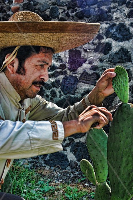 Los nopales son de...