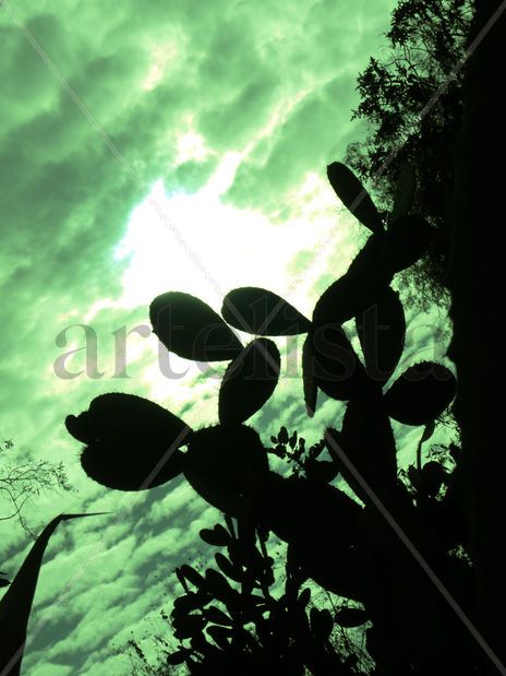 Serenidad silvestre
