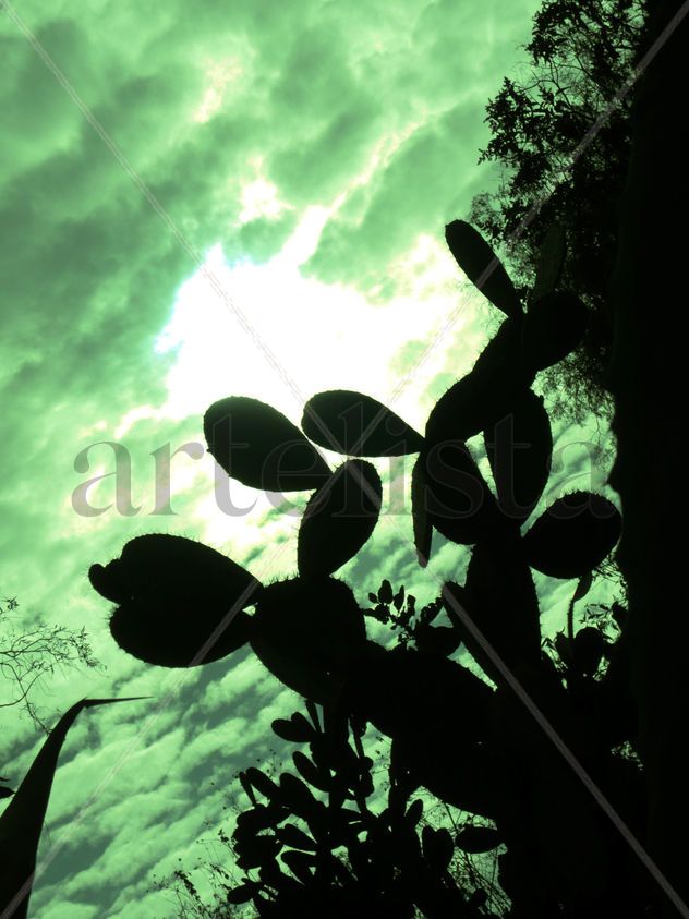 Serenidad silvestre