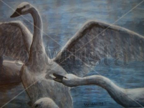 Cisnes del lago norte