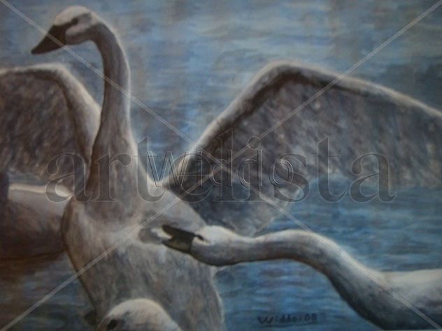 Cisnes del lago norte