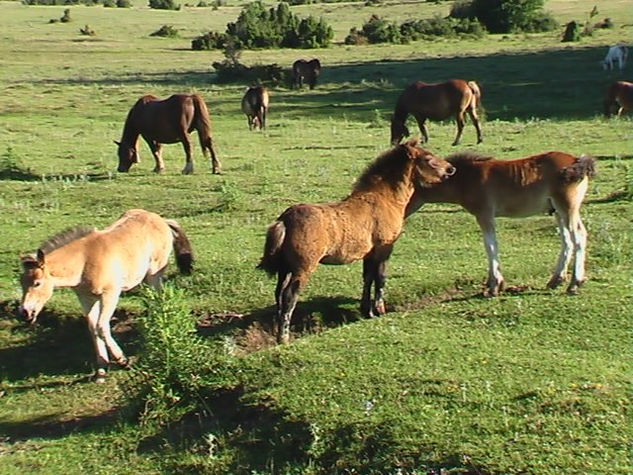 En libertad Naturaleza Color (Digital)