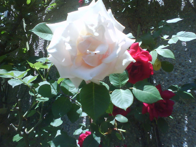FLORES AROMA DEL ALMA (3)