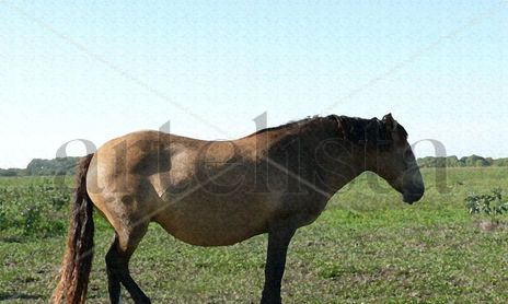 PELAJES CRIOLLOS