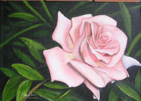 Rosa