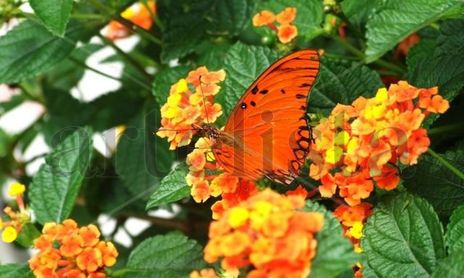 Mariposas