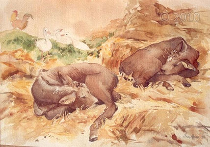 Toros cebú