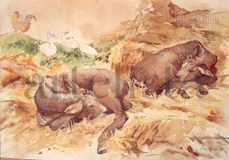 Toros cebú