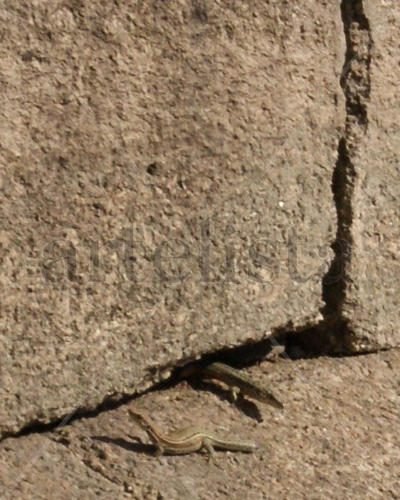 lucertolas